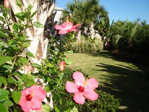 Tropical landscape