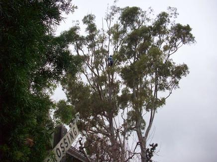 Little Elm TX tree trimming services we are local business for the communities of north Dallas Fort Worth, Denton, Little elm, Oak Point, Lakewood Village, Cross roads, Frisco, Plano, Lake Dallas, The Colony, Aubrey, Lewisville, Flower Mount, Carrollton Argyle, Polo Point, Copell, Celina, Addison McKinney, Prosper & north central texas