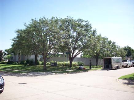pruning and trimming services to the trees, hedges, shrubs, groundcover, palm trees, vines, grasses, ornamental trees, and much more.